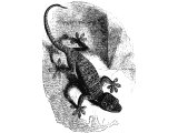Gecko (Platydactylus gasselquistii), Heb.KoaCh (Lev.11.30) sometimes translated `ferret`